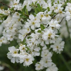 Quince, Japanese flowering White